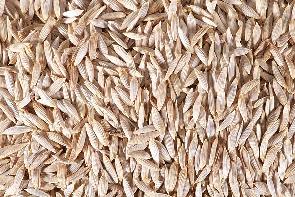 生菜籽的功效与作用