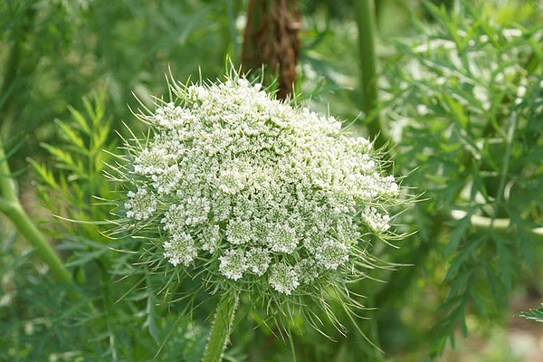 萝卜籽的功效与作用