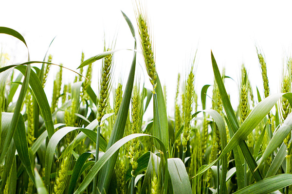 小麦胚芽的功效与作用