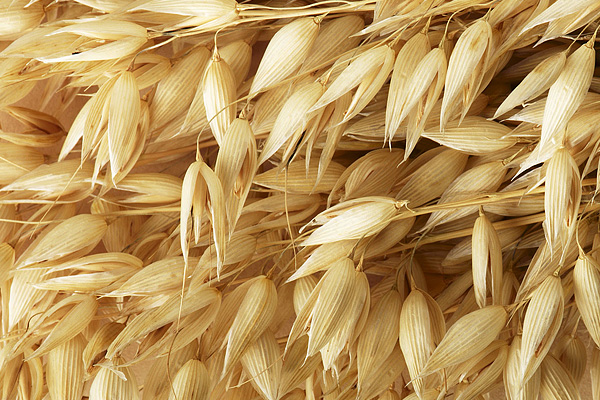 燕麦的功效与作用